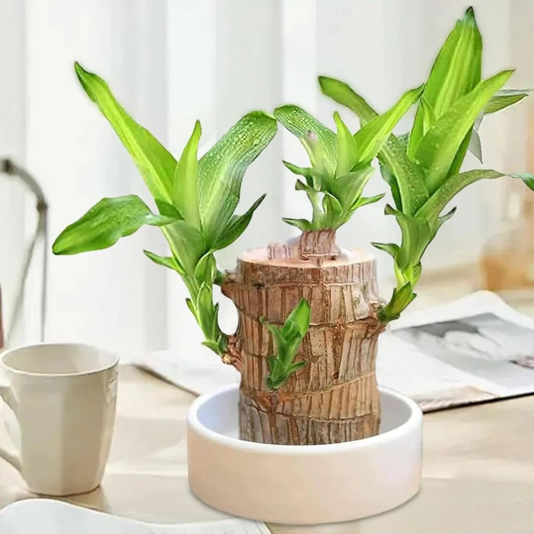 Brazillian Lucky Wood Decpr - Easy Care Hydroponic  Decoration For Purifing Indoor Air BUY 1 GET 1 FREE