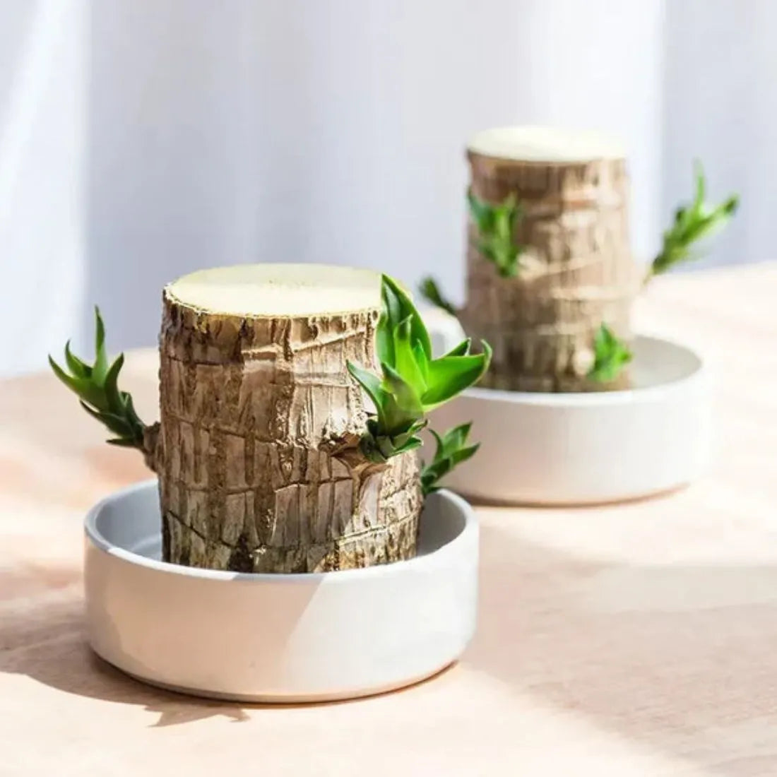 Brazillian Lucky Wood Decpr - Easy Care Hydroponic  Decoration For Purifing Indoor Air BUY 1 GET 1 FREE