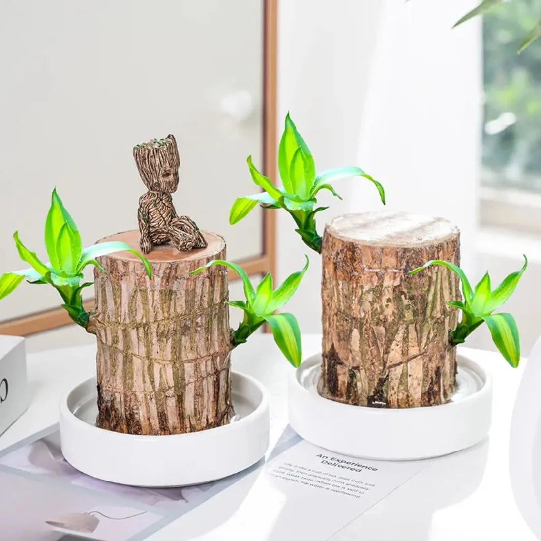 Brazillian Lucky Wood Decpr - Easy Care Hydroponic  Decoration For Purifing Indoor Air BUY 1 GET 1 FREE